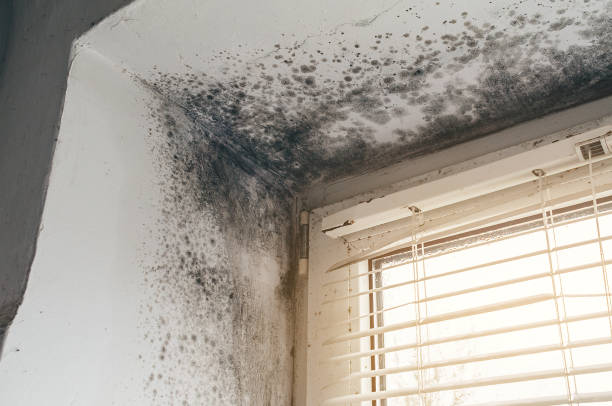 Affordable Basement Mold Removal solutions in Woodstock, VA